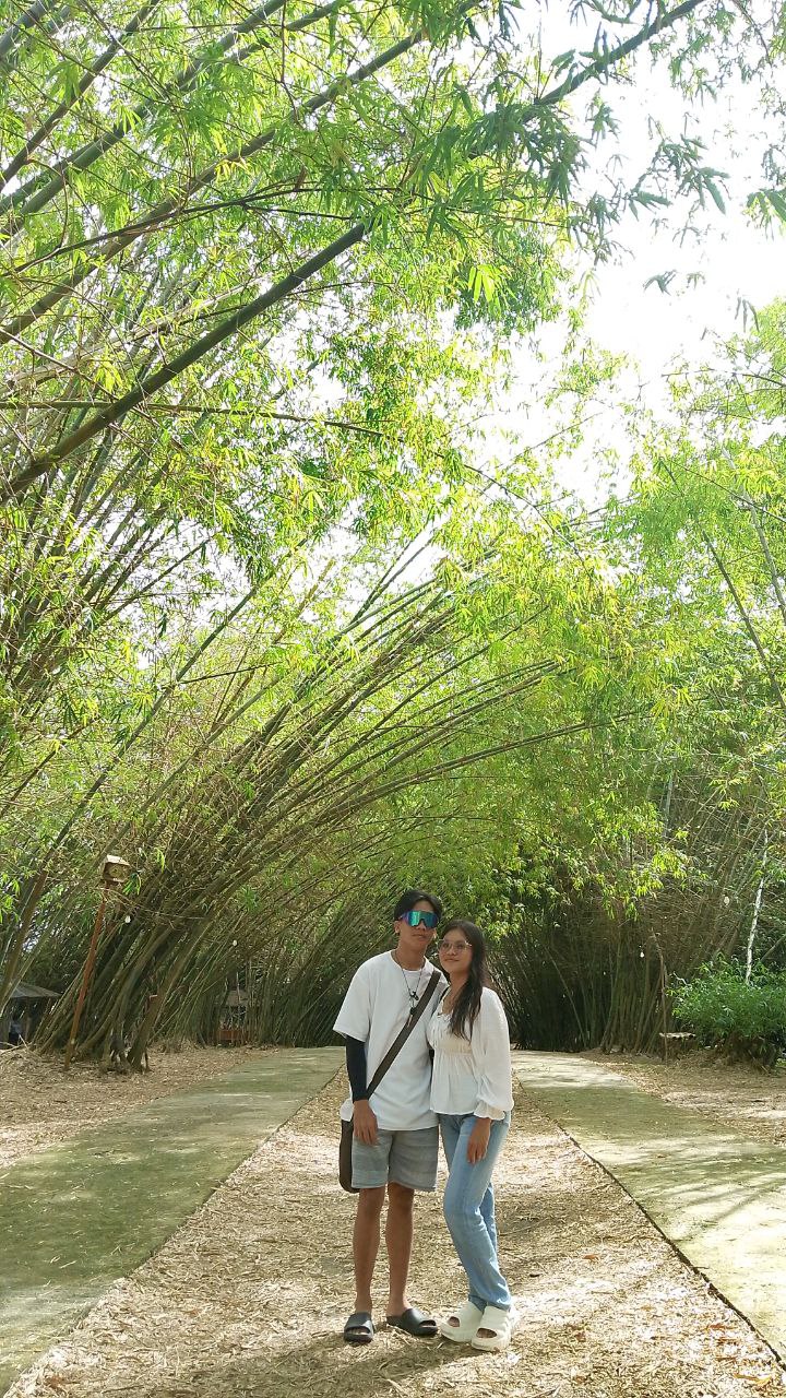 Bamboo 17